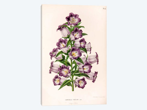 Campanula Medium (Canterbury Bells)