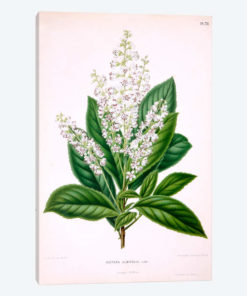 Clethra Alnifolia (Coastal Sweetpepperbush)