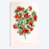 Crataegus Orientalis (Oriental Hawthorn)