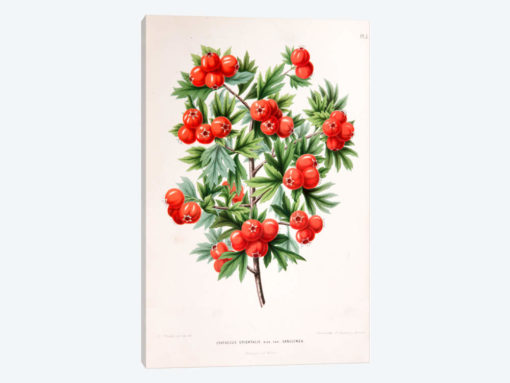 Crataegus Orientalis (Oriental Hawthorn)