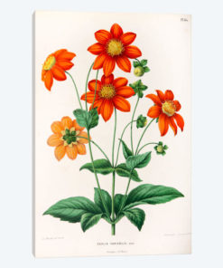 Dahlia Variabilis