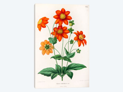 Dahlia Variabilis