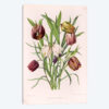Fritillaria Meleagris (Snake's Head Fritillary)