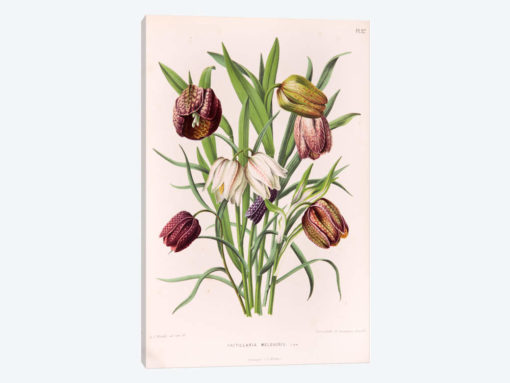 Fritillaria Meleagris (Snake's Head Fritillary)