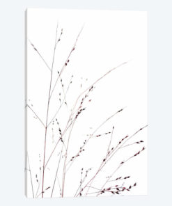 Grasses