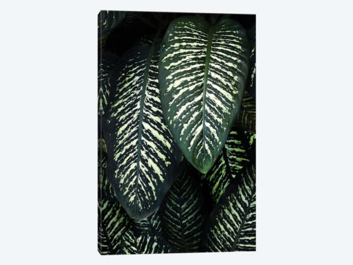 Jungle I