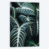Jungle II