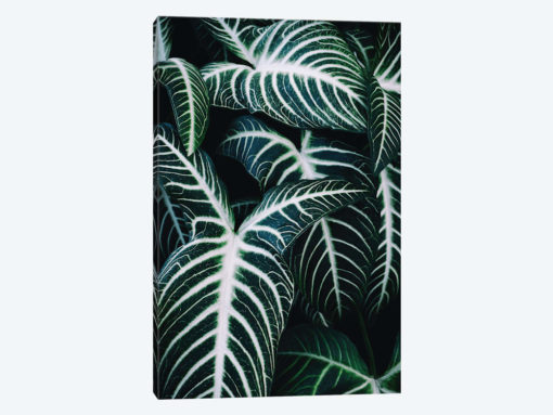 Jungle II