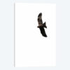 Buzzard