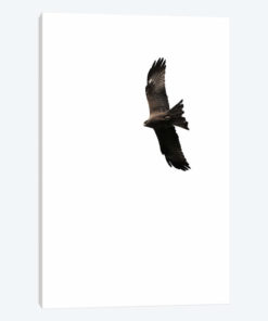 Buzzard
