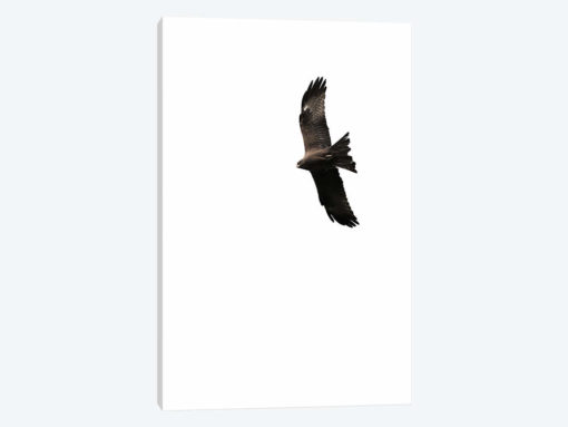 Buzzard