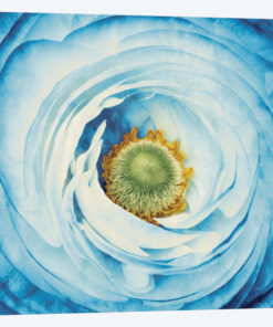 White Peony With Blue