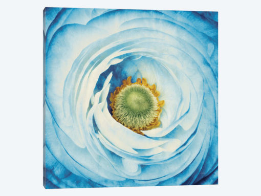 White Peony With Blue