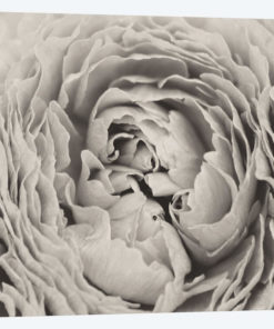 BW Peony