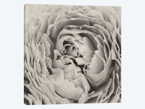 BW Peony