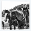 Horses Three
