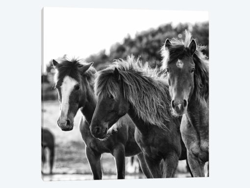 Horses Three