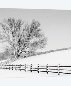 Along The Lane II