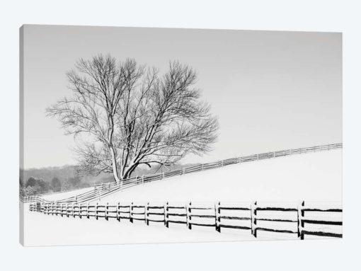 Along The Lane II