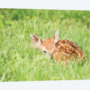 A Fawn