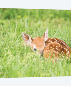A Fawn