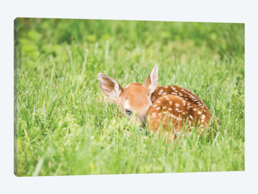 A Fawn