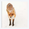 Red Fox I