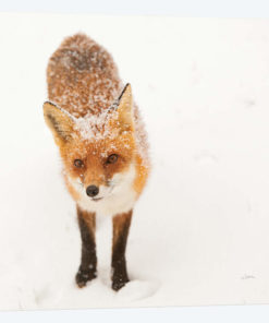 Red Fox I