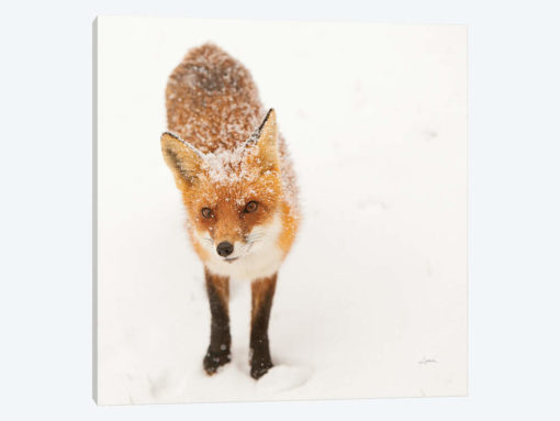 Red Fox I
