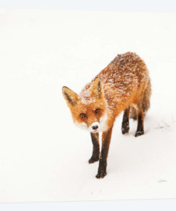Red Fox II