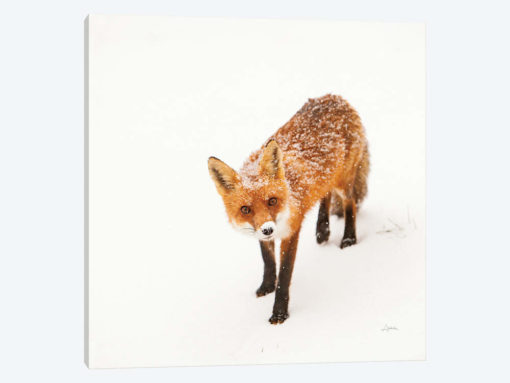 Red Fox II