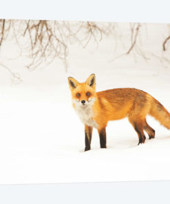 Red Fox IV