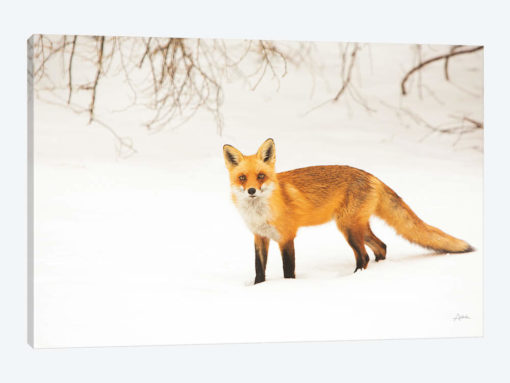 Red Fox IV