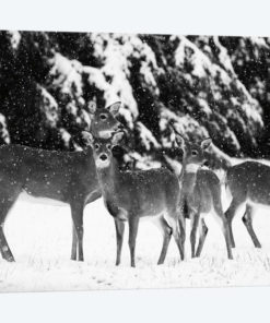 The Herd