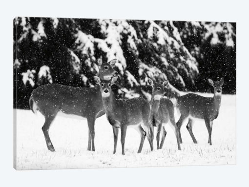 The Herd