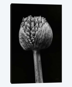 Allium I