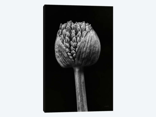 Allium I