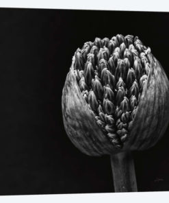 Allium II