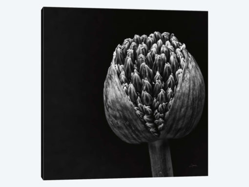 Allium II