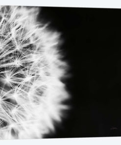 Dandelion on Black II