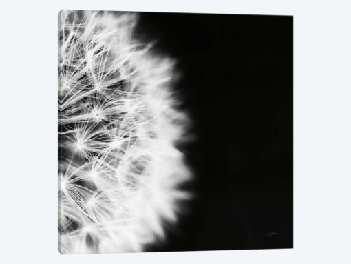 Dandelion on Black II