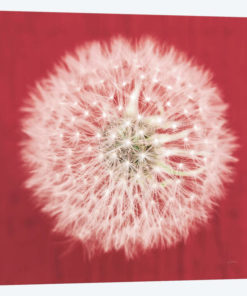 Dandelion on Red I