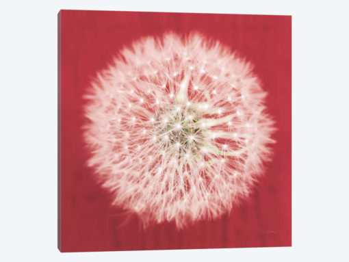 Dandelion on Red I