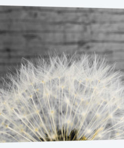 Delicate Dandelion