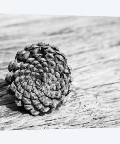 Pinecone