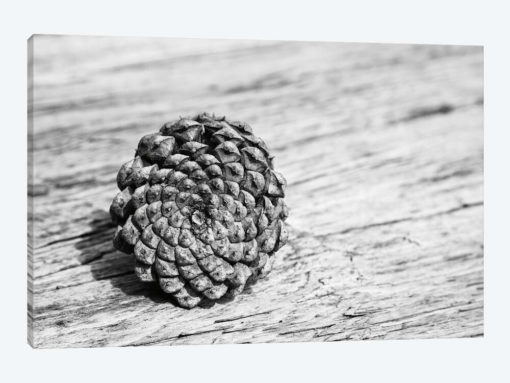 Pinecone