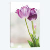 Tulip Time II
