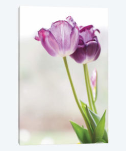 Tulip Time II