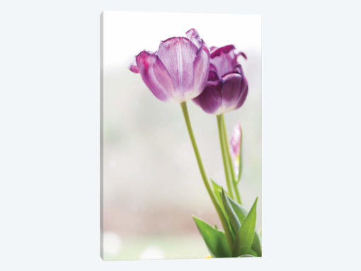 Tulip Time II