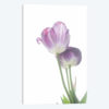 Tulip Time III